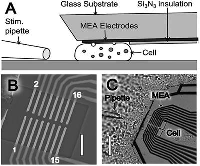 Recent Progress in Quantitatively Monitoring Vesicular Neurotransmitter Release and Storage With Micro/Nanoelectrodes